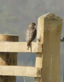 Female Merlin